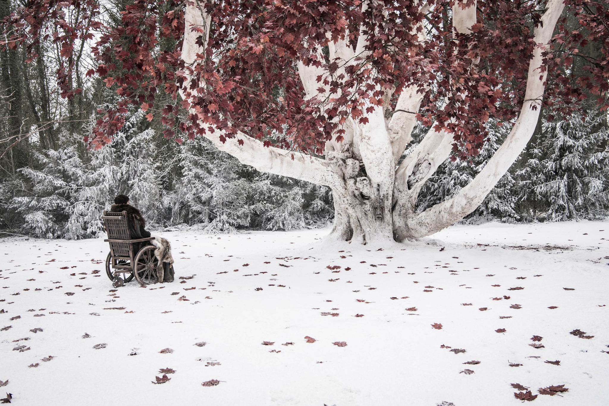 Why Were They Guarding The Weirwood Tree On Game Of Thrones