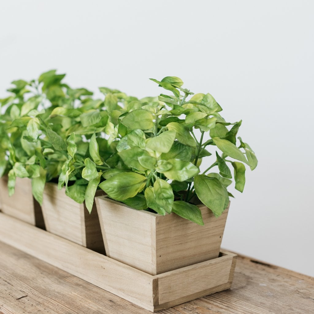 Potted Basil Planter Trio