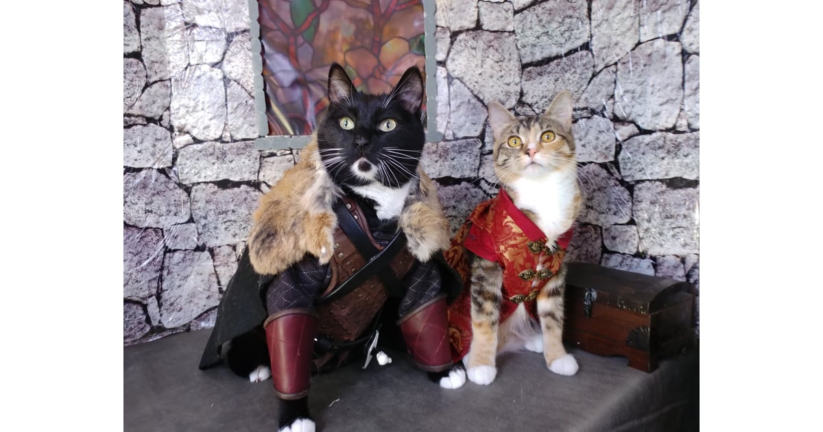 Cats Cosplaying as Jon Snow and Tyrion Lannister Cats Cosplaying as