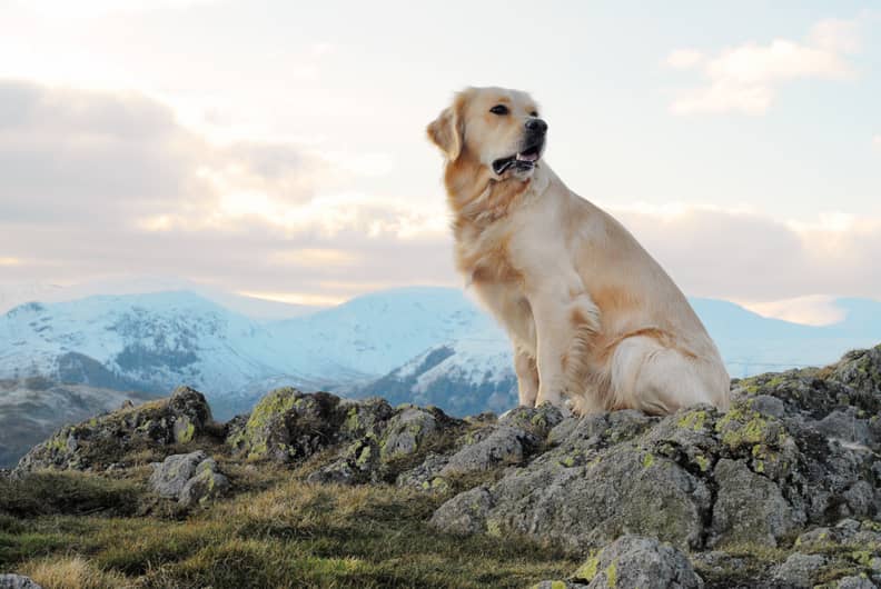 Golden Retriever Types