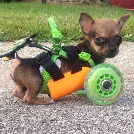 Dog in 3D-Printed Wheelchair
