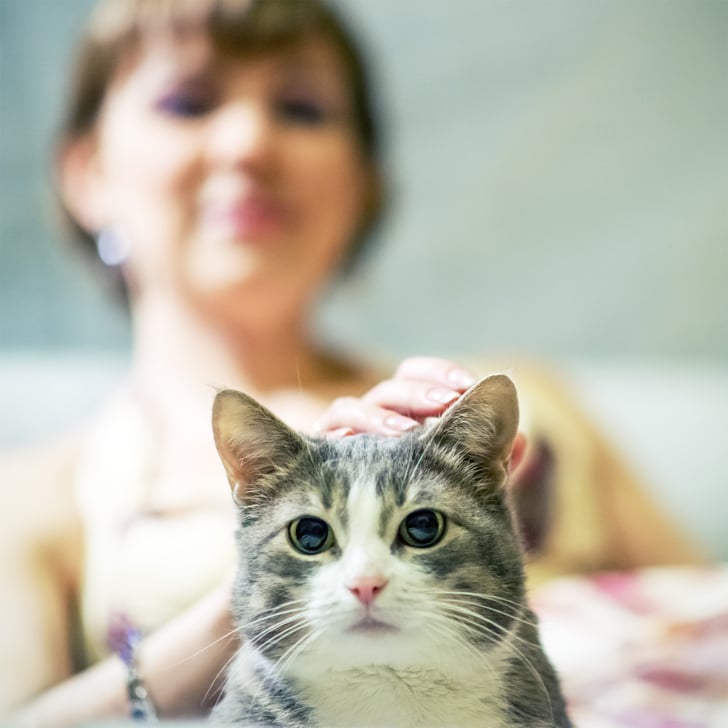The Best Pets Pictures Of Cats That Will Make You Jealous POPSUGAR