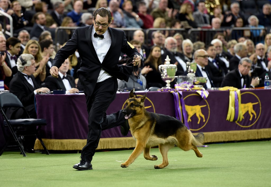 Rumor the German Shepherd Wins Best in Show at Westminster POPSUGAR
