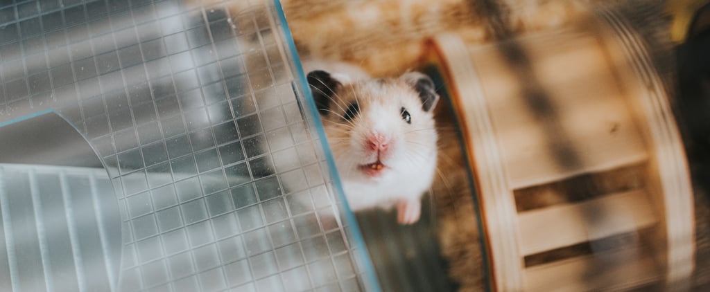 How Do I Stop My Hamster from Escaping the Cage?