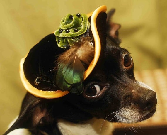 elegant handmade pet hat