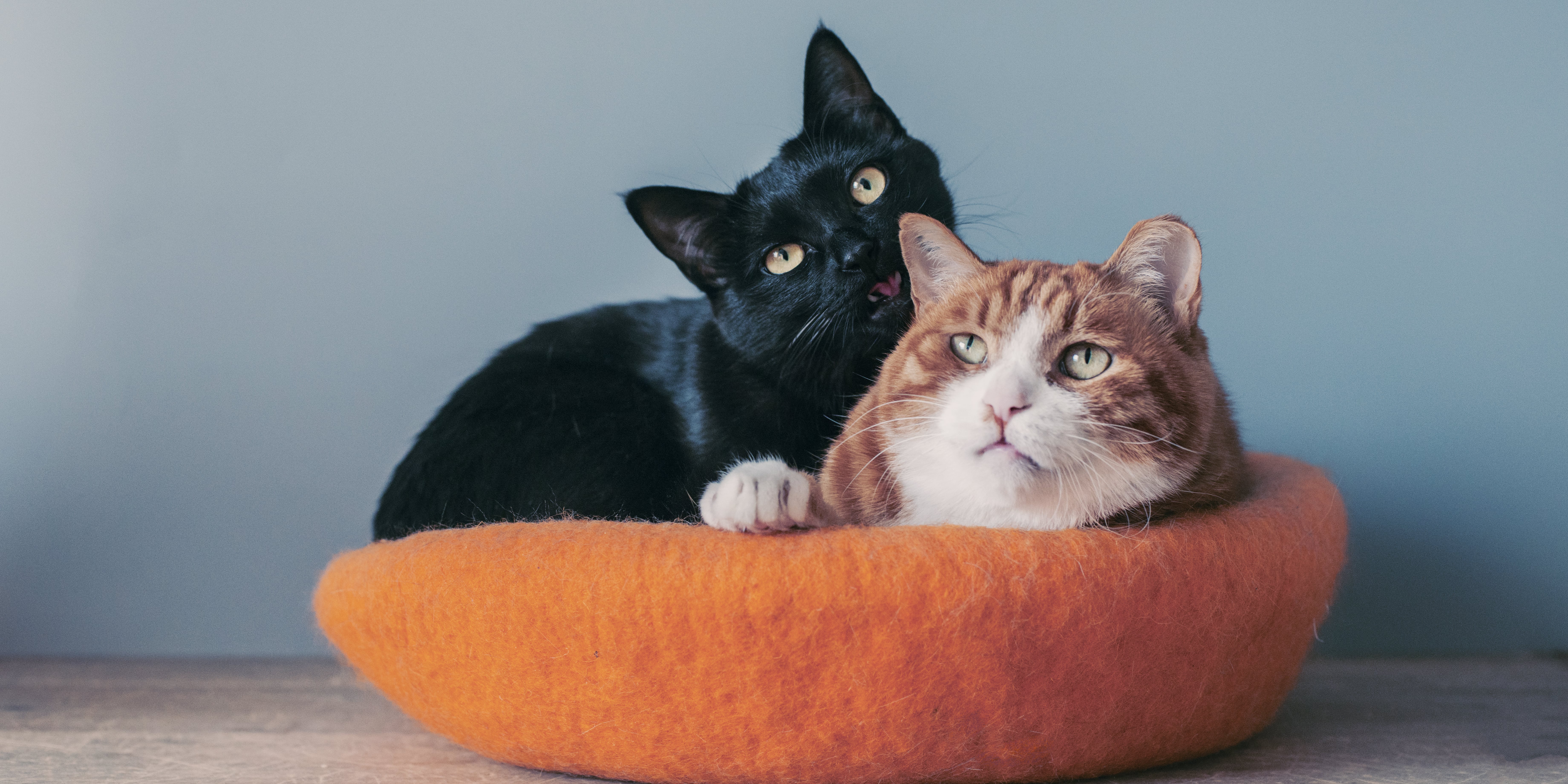 half black and half orange cat