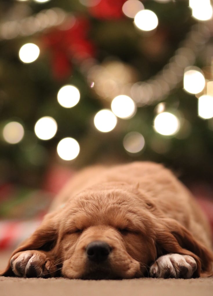 Christmas Puppy iPhone Wallpaper