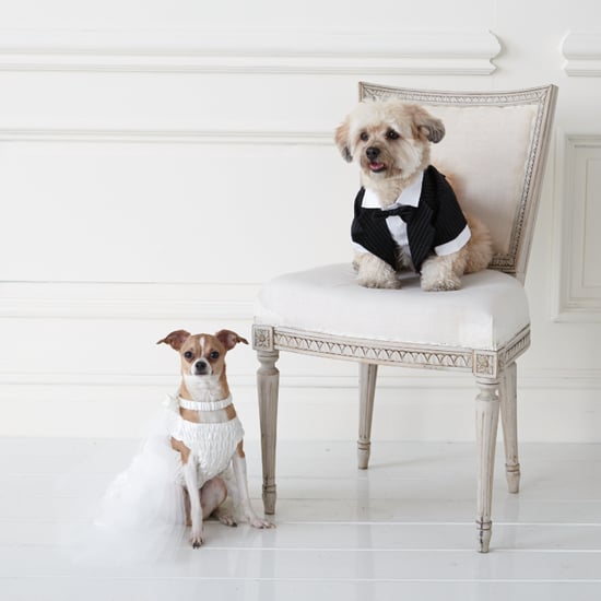 Wedding Clothes For Dogs