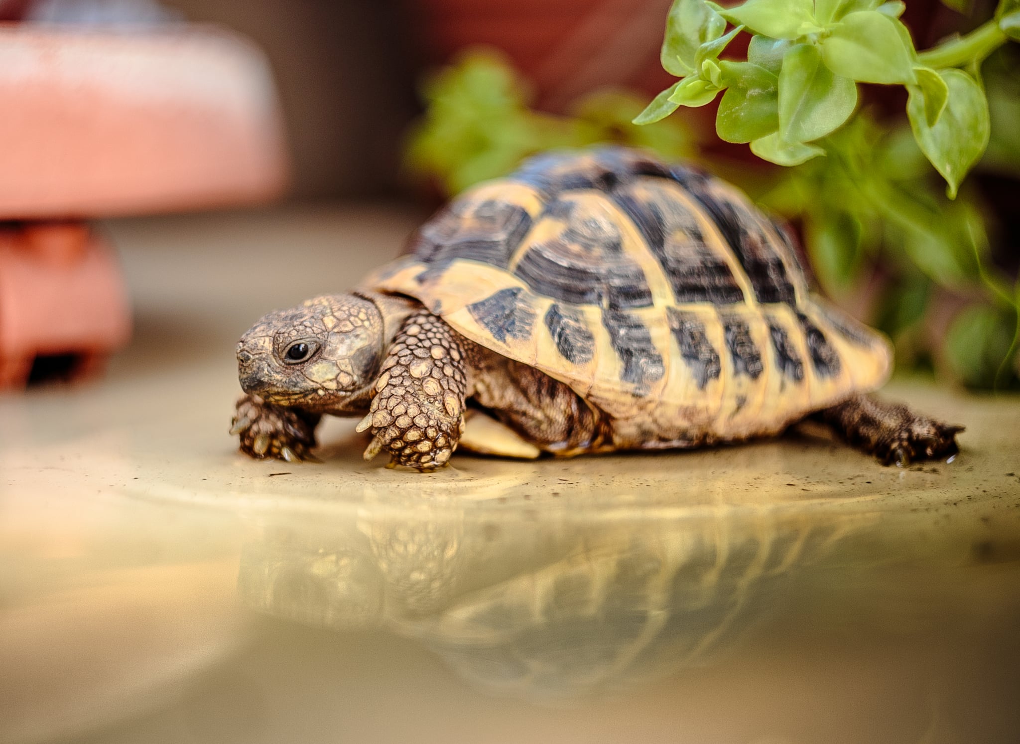 Turtle A List Of Common Pets Life Expectancy From Shortest To Longest Popsugar Pets Photo 9