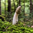 为什么阴茎蘑菇形状的?专家有一个理论——它是完全混乱