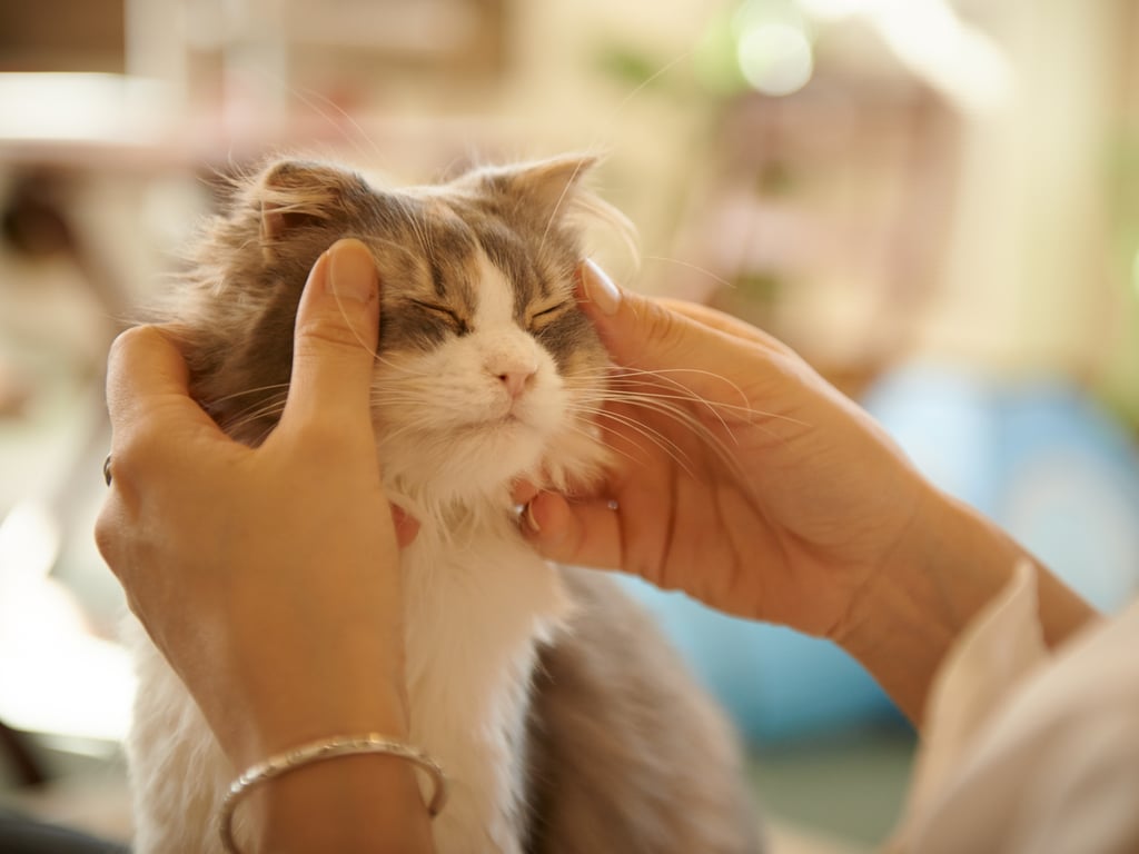 This cat who keeps a weekly massage appointment.