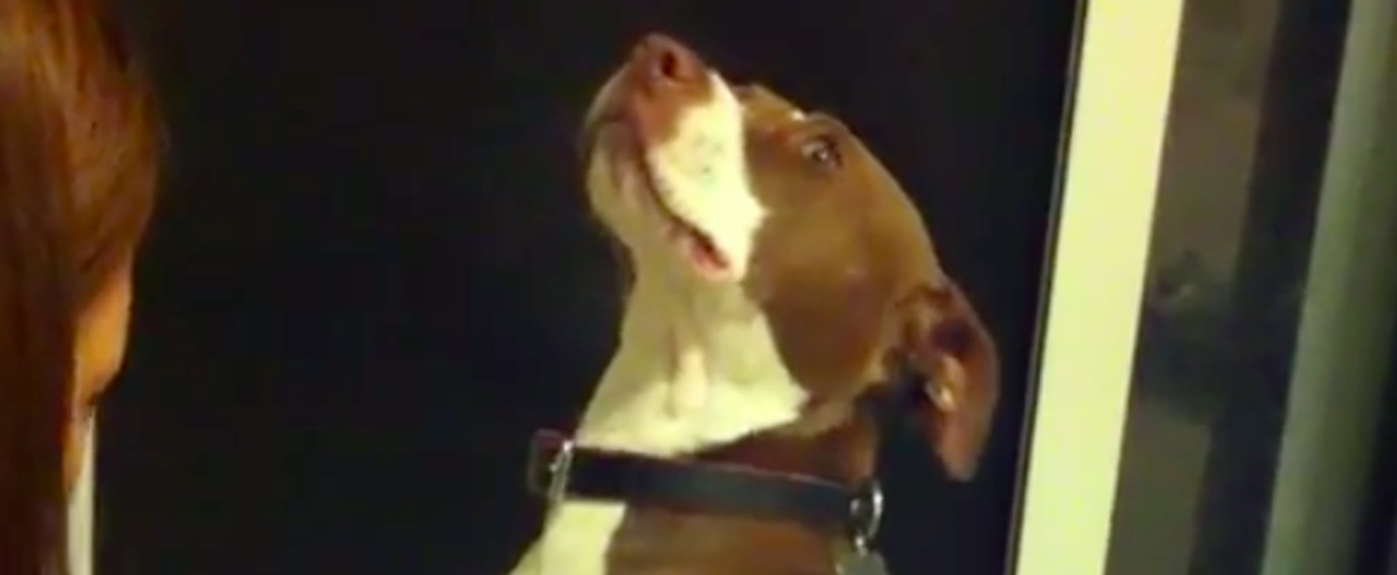 Funny dog sale nail clipping video