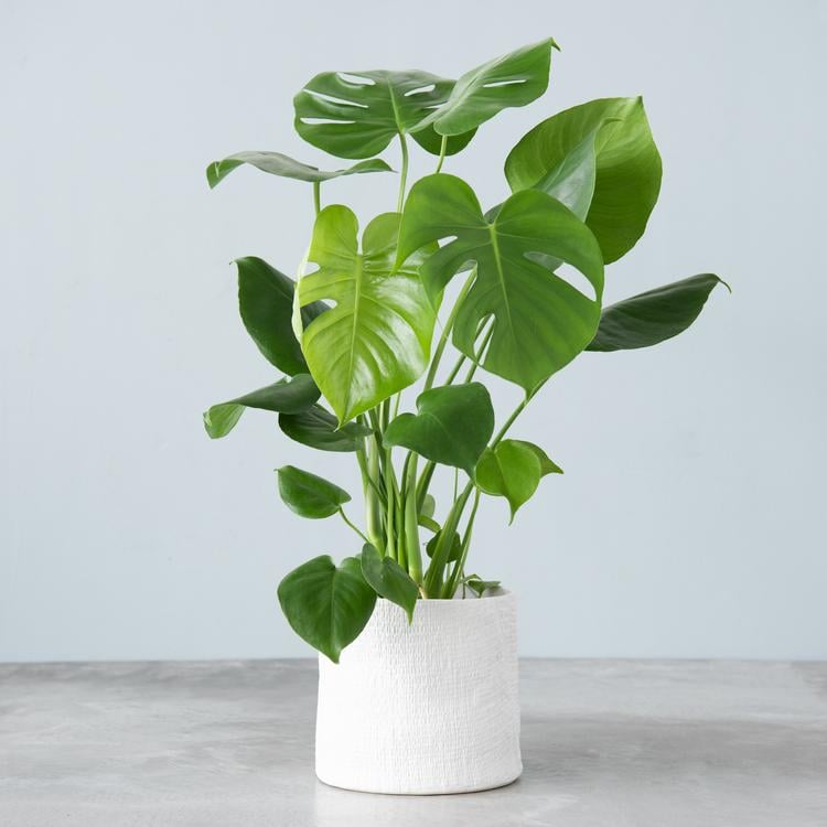 Live Monstera Philodendron
