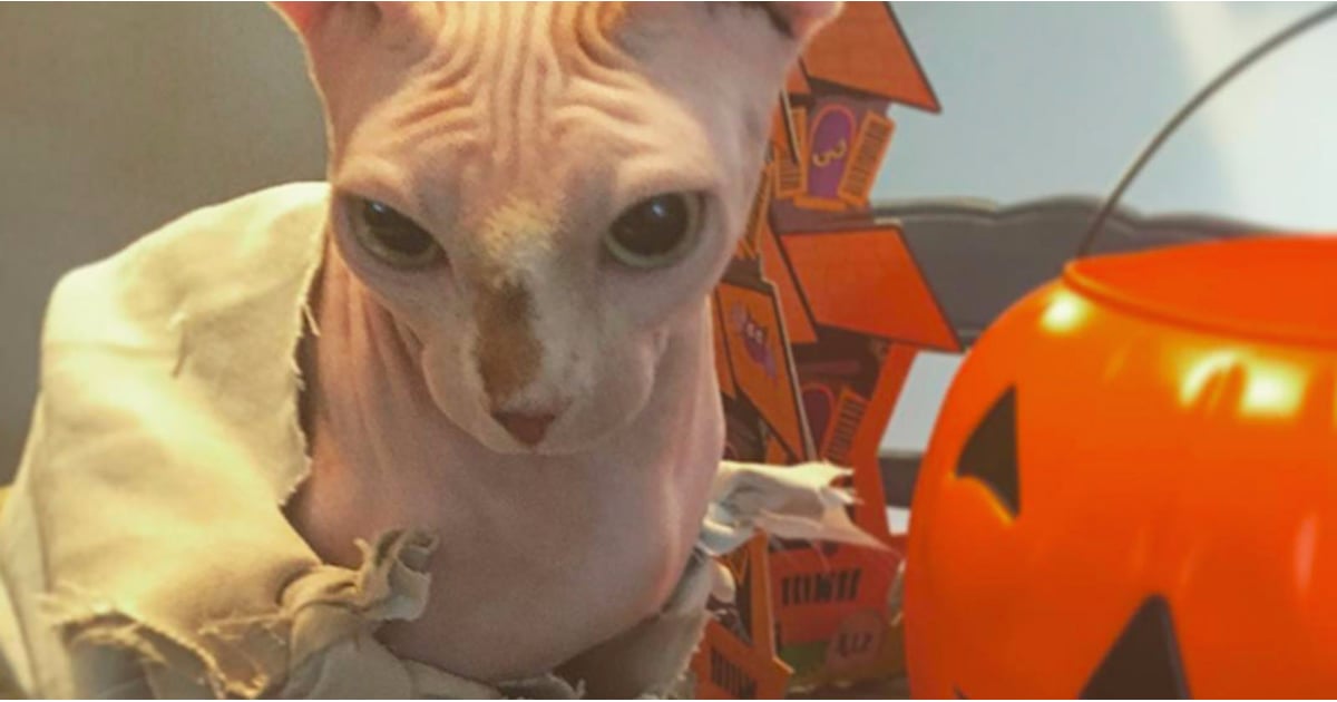 Cat Dressed as Dobby POPSUGAR Pets