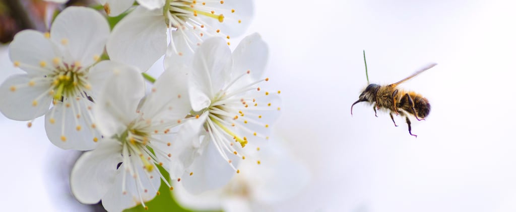 Honeybees Are Making a Comeback in 2017