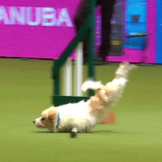 Olly the Jack Russell Terrier Agility at Crufts Video 2017