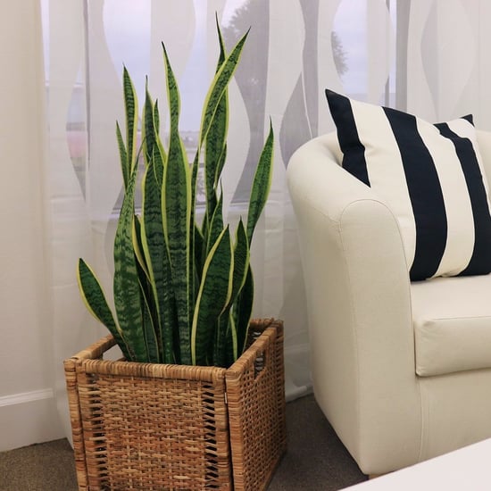 Plants on Amazon