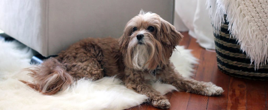 Rules For Dog Owners With Roommates