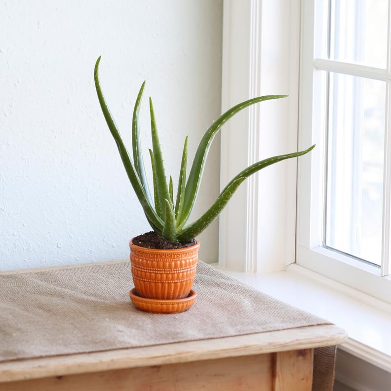 Costa Farms Aloe Vera Plant