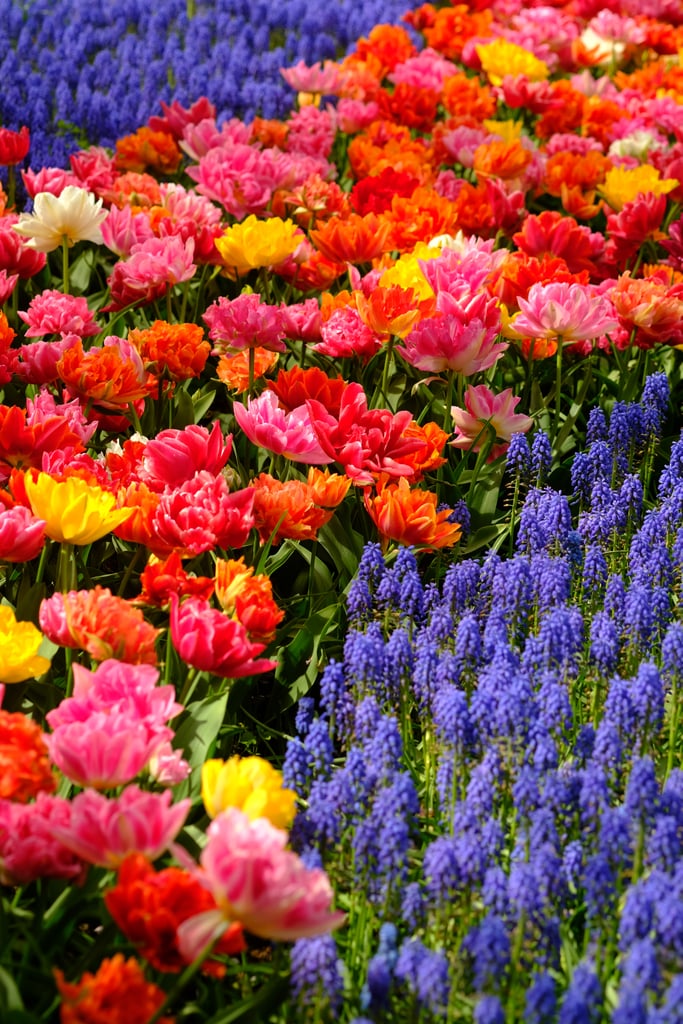 Best Places to See Spring Flowers