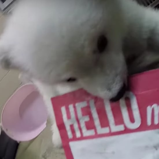 Polar Bear Baby at Columbus Zoo | Video