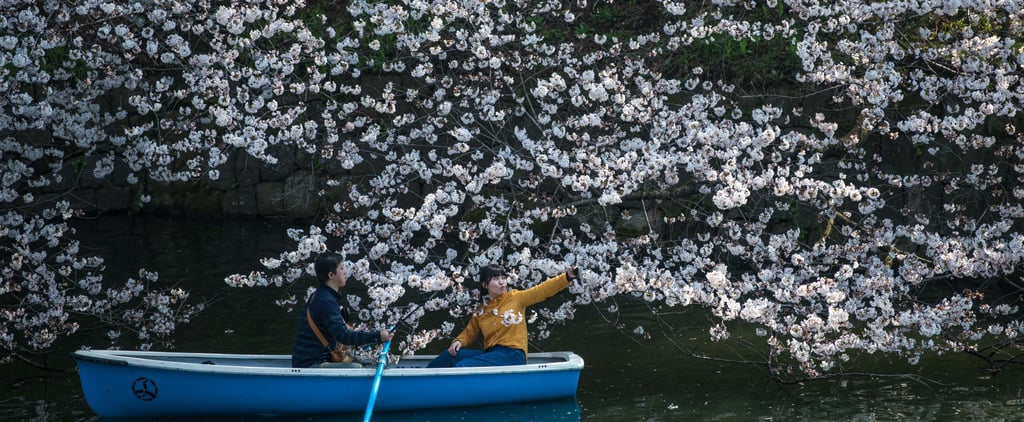 Japan Cherry Blossom Photos 2018