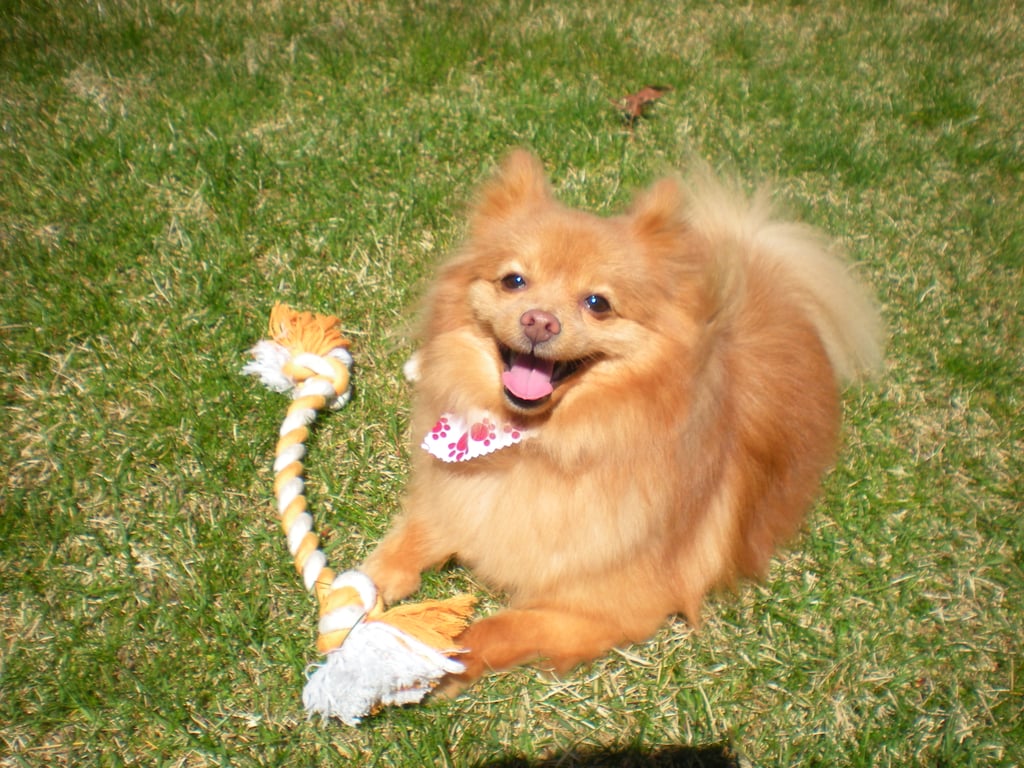 My Dog Hates My Kids POPSUGAR Family