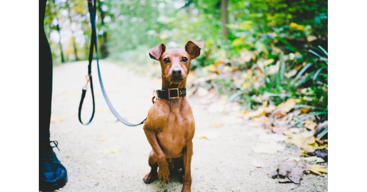 CandleFlame Ears Photos of Common Ear Shapes For Dogs and Puppies POPSUGAR Pets Photo 3