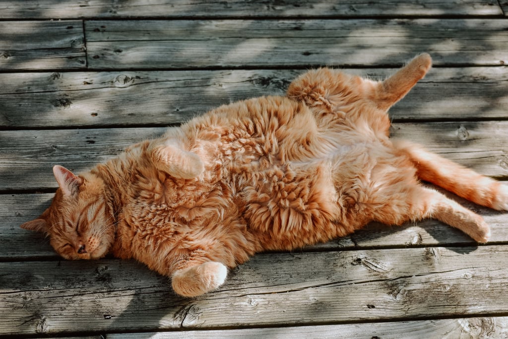 This orange kitty, whose body confidence is unmatched.