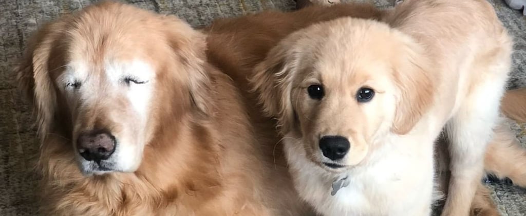 This Blind Golden Retriever and His Seeing Eye Puppy Will Warm Your Heart Right Up