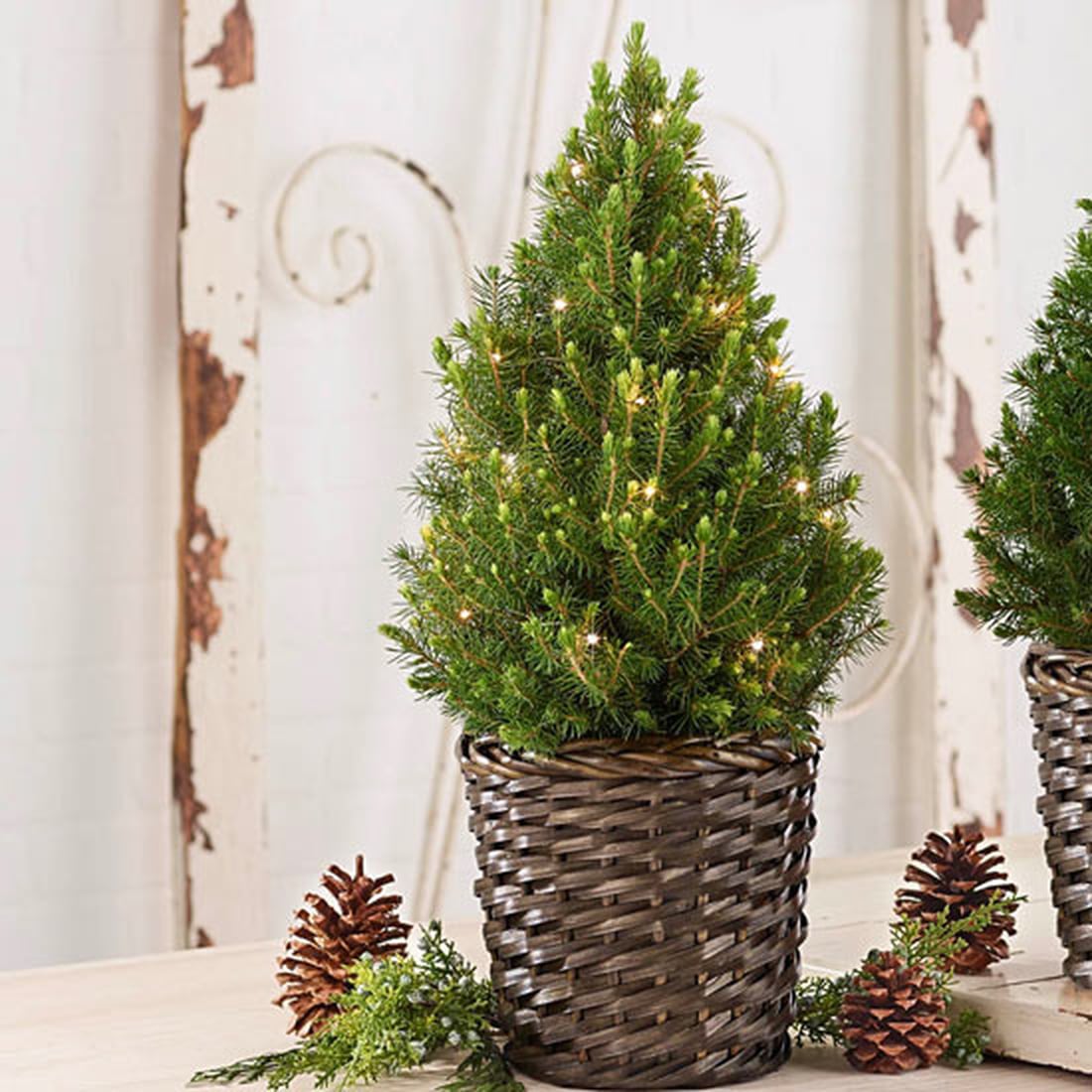 Live Tabletop Christmas Trees 