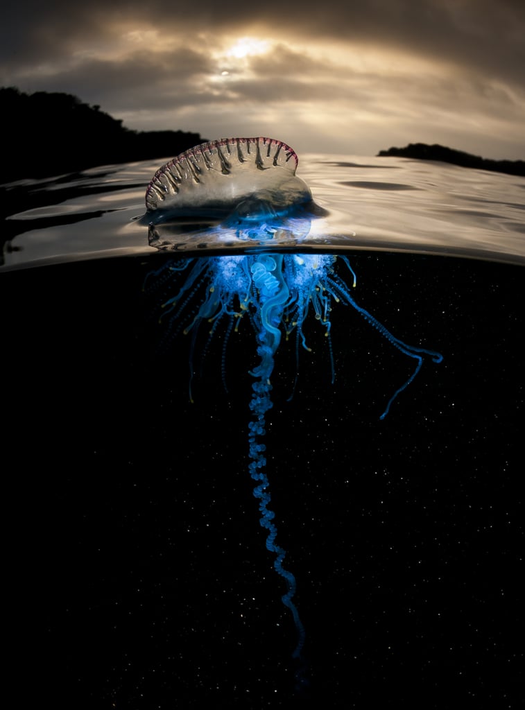 Portuguese man-of-war swimming at dawn.