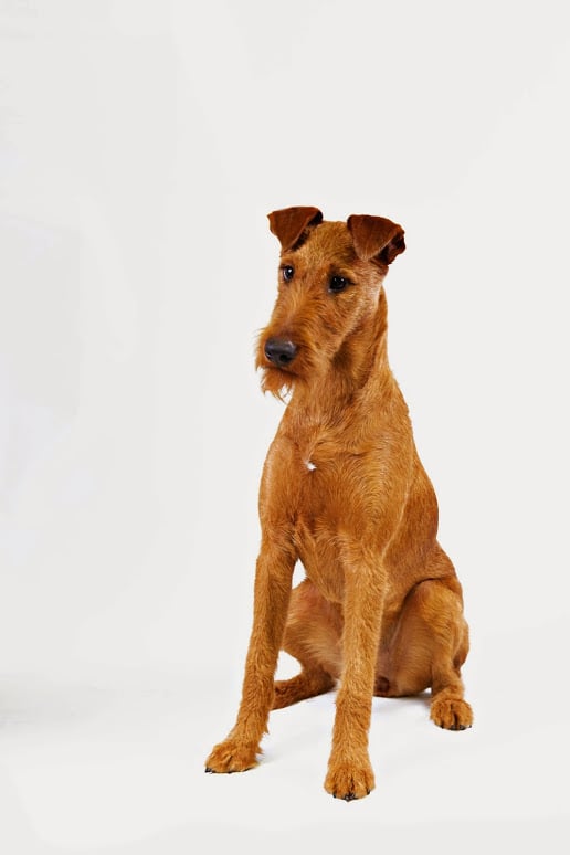 Irish Terrier Irish Dog Breeds POPSUGAR Pets Photo 8
