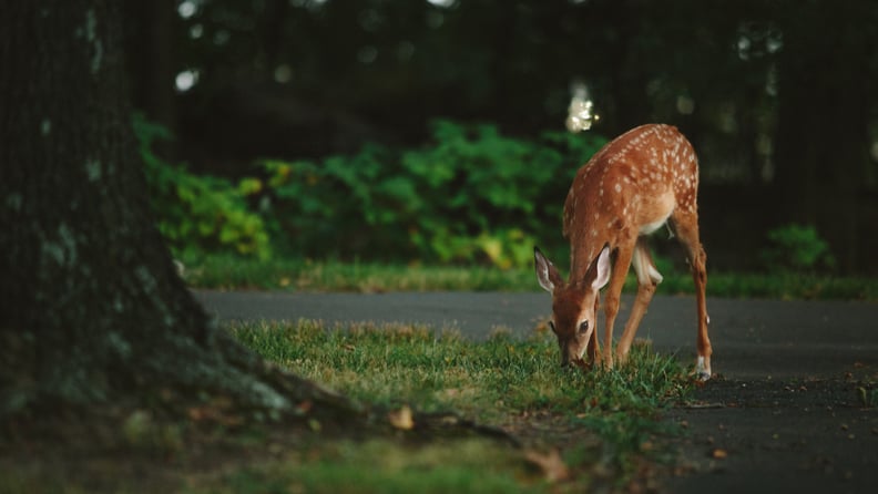 Go on an Animal Hunt