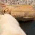 A Woman Bought Her Kittens a WrestleMania Ring, and the Video Is Intensely Adorable