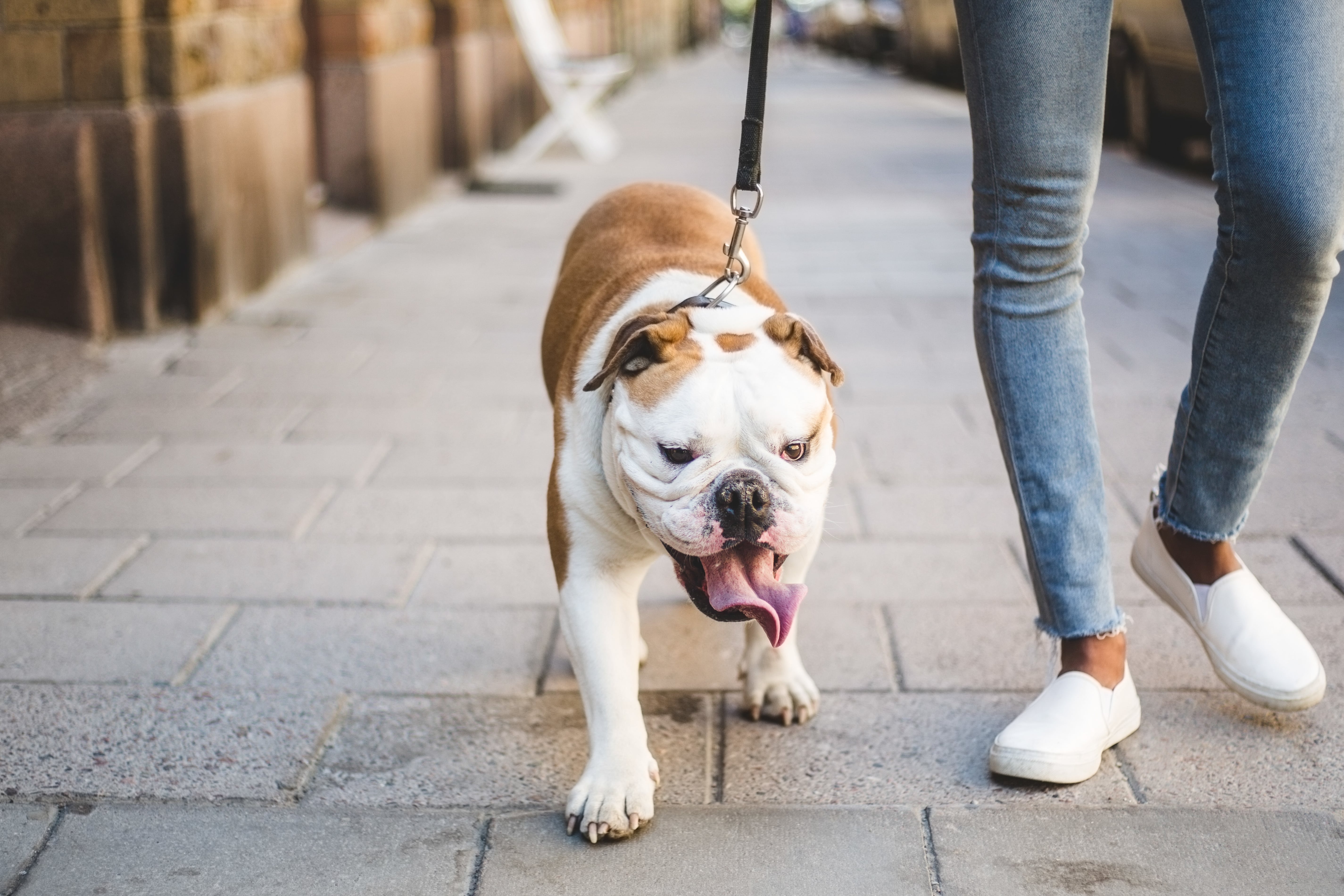 What Do I Do If My Dog Is Attacked By Another Dog? POPSUGAR Pets