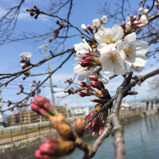 Is Japan a Good Vacation Spot?
