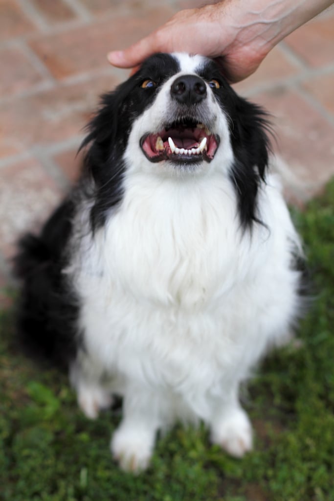 Cute Pictures of Border Collies