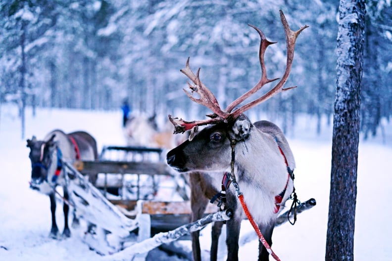 Holiday Zoom Background: Reindeer