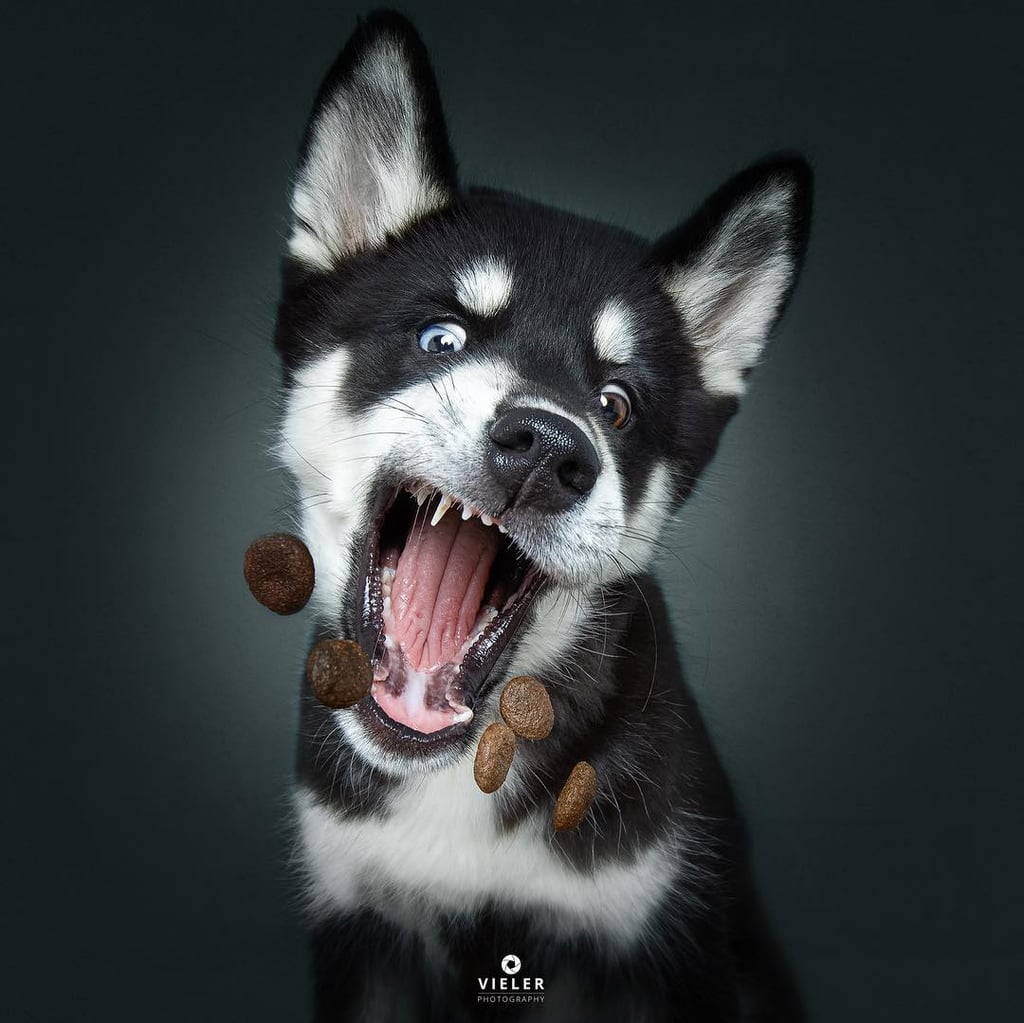 Dogs Catching Treats Photo Series