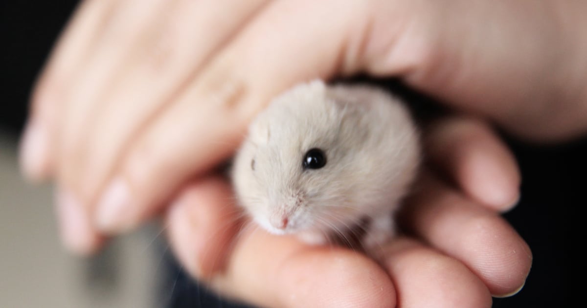 How Do You Get a Hamster to Come Out of Hiding? - Vimarsana News