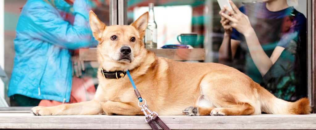 2017 Dog Trends