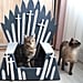 Game of Thrones Bed For Pets