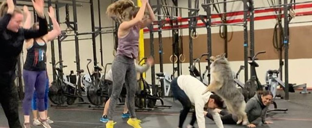 Watch an Australian Shepherd Do Burpees and Wall Stands