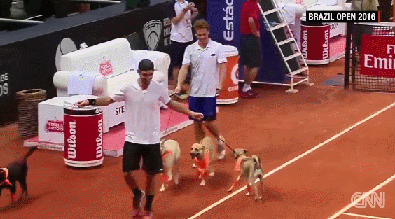 Cute Dog GIFs