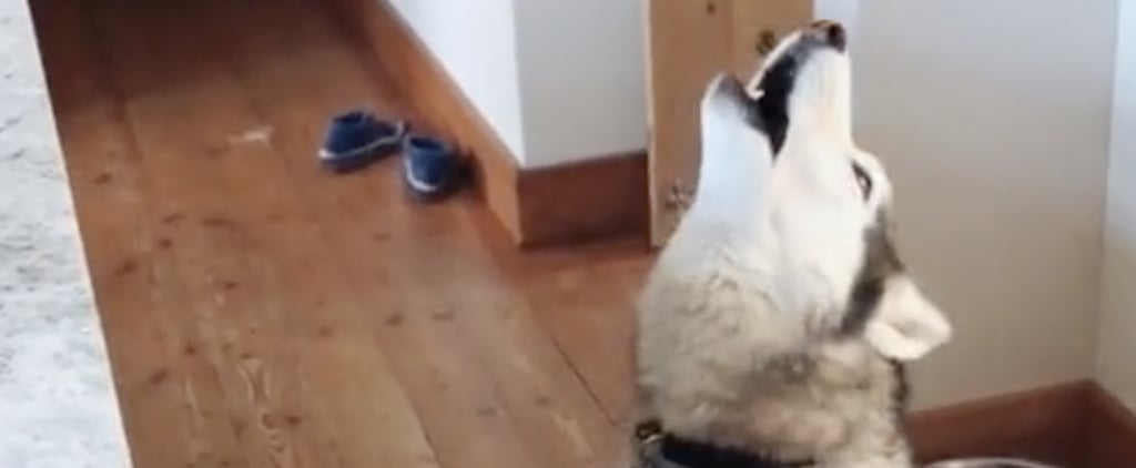 Funny Huskies Howling at "Piano Man" | TikTok VIdeo