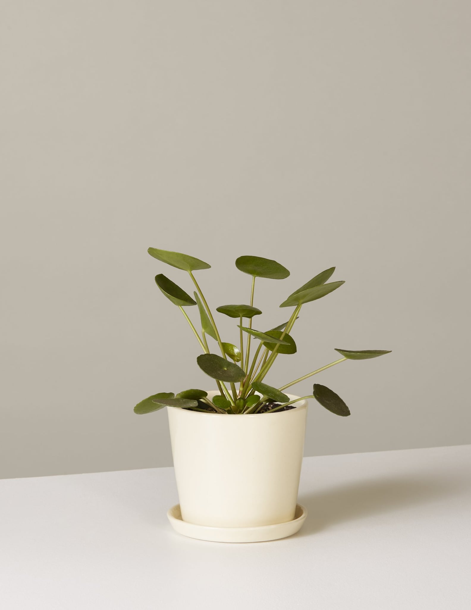 Best Online Plant Delivery Services POPSUGAR Home