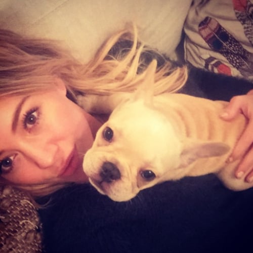 Hilary Duff's Dog Beau Dies