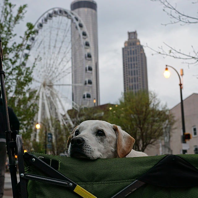 Poh the Dog Cross-Country Road Trip