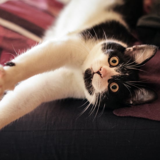 What to Do For an Overweight Pet